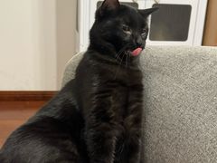-中农国际动物医院24小时·猫科·骨科·急重症中心