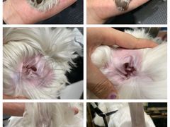 -Oh My Dog宠物沙龙(伊珊娜皮毛护理店)