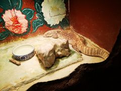 -上海大自然野生昆虫馆(东方明珠·爬宠昆虫探索中心)