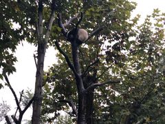 -都江堰中华大熊猫苑