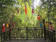 -西双版纳原始森林公园