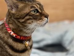 -1013 PET SHOP 宠物商店(近铁城市广场店)