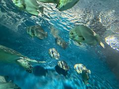 -上海海洋水族馆