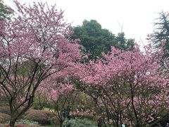 -南山植物园