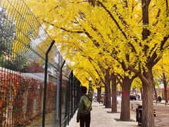 -三里屯东五街银杏大道