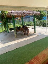 -萌宠亲子动物乐园(槐房万达店)