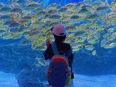 -海合安成都极地海洋公园