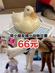 -Moni星球萌宠·小马宝莉·灵蛇·高端高阶全萌宠互动体验俱乐部(红豆国际广场店)