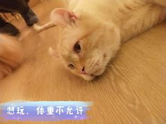 -猫腻·猫咖·撸猫馆(星光大道店)