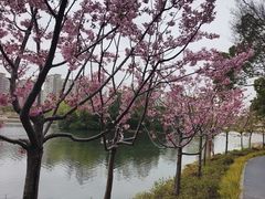 -新江湾城公园