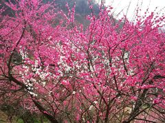 -新建村梅花
