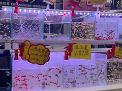 -中环花鸟鱼虫市场