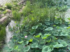 -长春市南湖公园