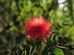 -华侨城湿地公园