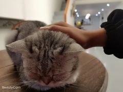 -猫友咖啡店(玉林西路店)