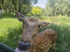 -北京野生动物园
