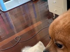 -申普宠物医院·心脏介入·心血管微创(总院)
