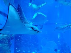 -成都浩海立方海洋公园