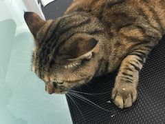 -爱洗澡的猫(望京店)
