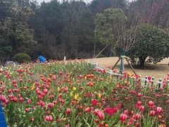 -铁山坪森林公园