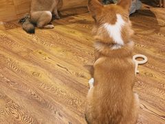 -柴务处·柴犬主题狗咖