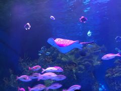 -芜湖新华联大白鲸海洋公园