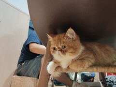 -瞄一喵猫咖(格力海岸店)