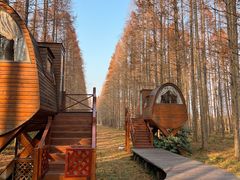 -黄海国家森林公园