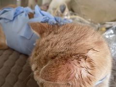 -创凡宠物医院·骨专科  猫科中心(西乡分院)