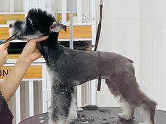 -1013 PET SHOP精品宠物商店(丁香店)