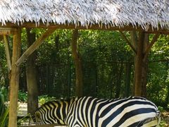 -合肥野生动物园