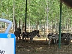 -秦皇岛野生动物园