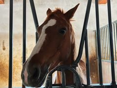 -北京群众马术培训基地