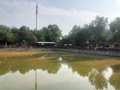 -尚庄度假村·庭台树下·户外烧烤·团建CS·轰趴营地(上庄水库店)