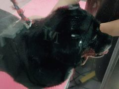 -宠福鑫康馨动物医院·骨科·眼科