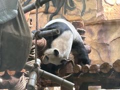 -泉州海丝野生动物世界