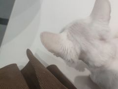 -琪喵猫屋·撸猫猫咖·猫舍