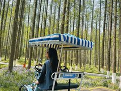 -黄海国家森林公园