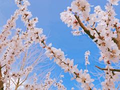 -永定河休闲森林公园