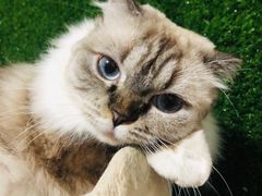 -猫小院猫主题餐厅(三里屯店)