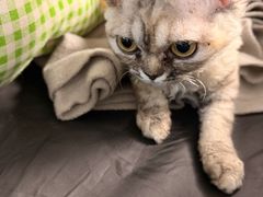 -momokira米努特·德文卷毛猫·棉花面纱犬