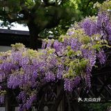 在狮子林遇上梦幻紫
