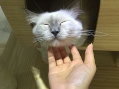 -喵的天空名猫咖啡馆·撸猫·猫舍·用品
