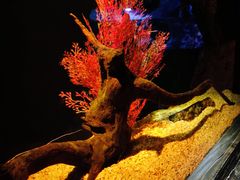 -暹罗海洋世界