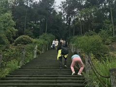 -铁山坪森林公园