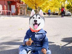 -三里屯东五街银杏大道