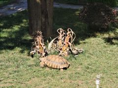 -云南野生动物园