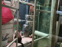 -猫咪博物馆(顶澳仔猫街店)