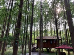 -黄海国家森林公园