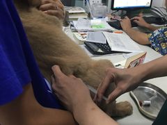 -利又安动物医院··老年病·猫科犬科·中兽医